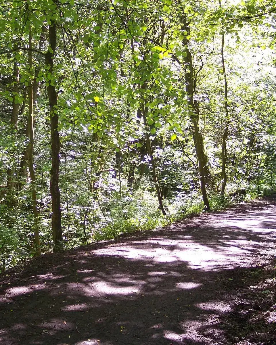 Sunlit woodland path through Borsdane Wood, Westhoughton