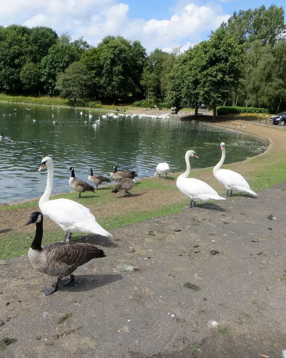 Swans at Crompton Lodges in Moses Gate Country Park, by Little Lever